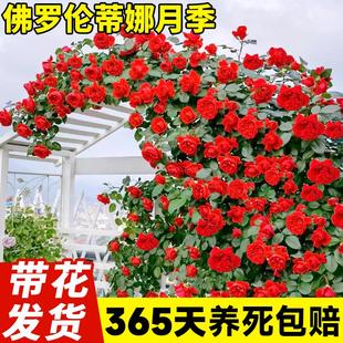 弗洛伦墙微花树大苗爬藤花卉四季 佛罗伦蒂娜月季 开蔷薇玫瑰花盆栽