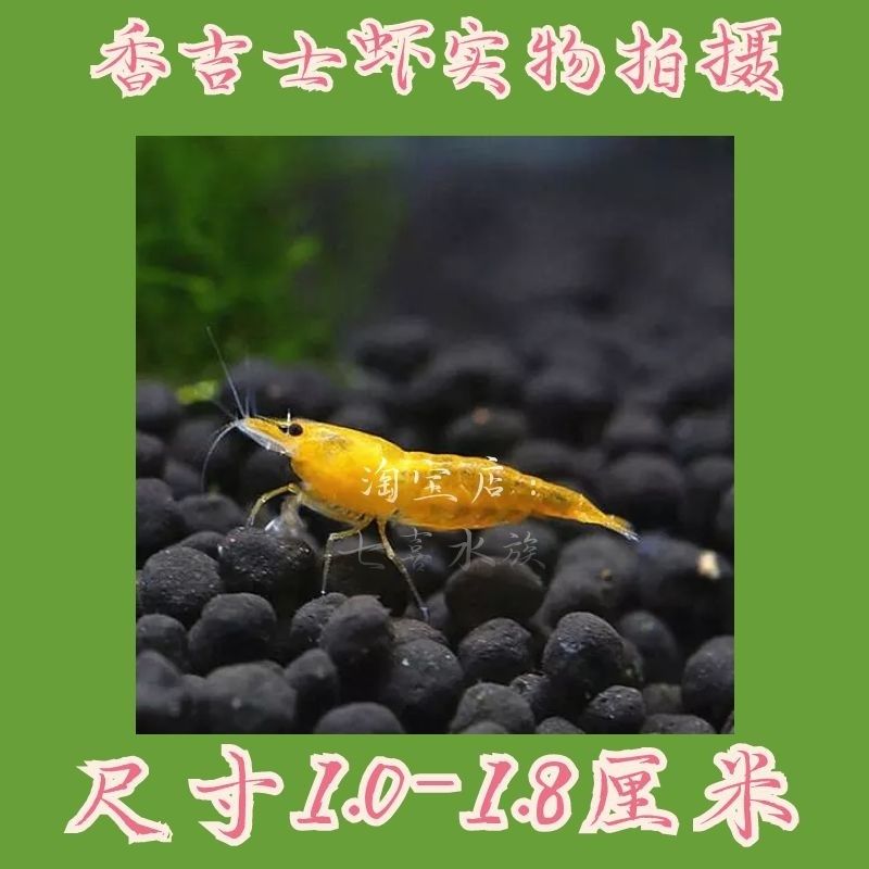 鲜活观赏虾水族除藻虾易繁殖草缸混养工具虾商家拿货实体店进货