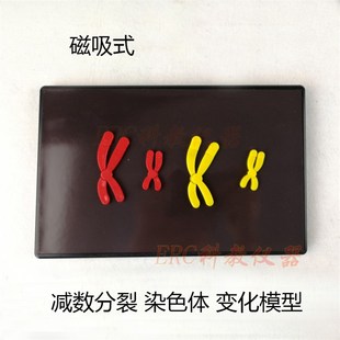 磁吸式初中高中生物减数分裂中染色体变化教具用X学生教学仪器