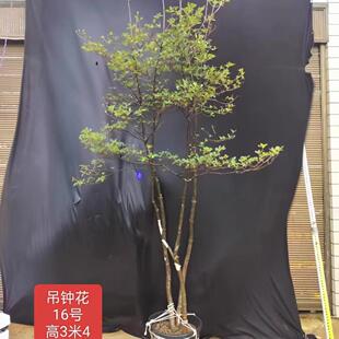 吊钟植物绿植日本马醉木真树苗带根盆栽小叶麻醉木盆栽土培地栽