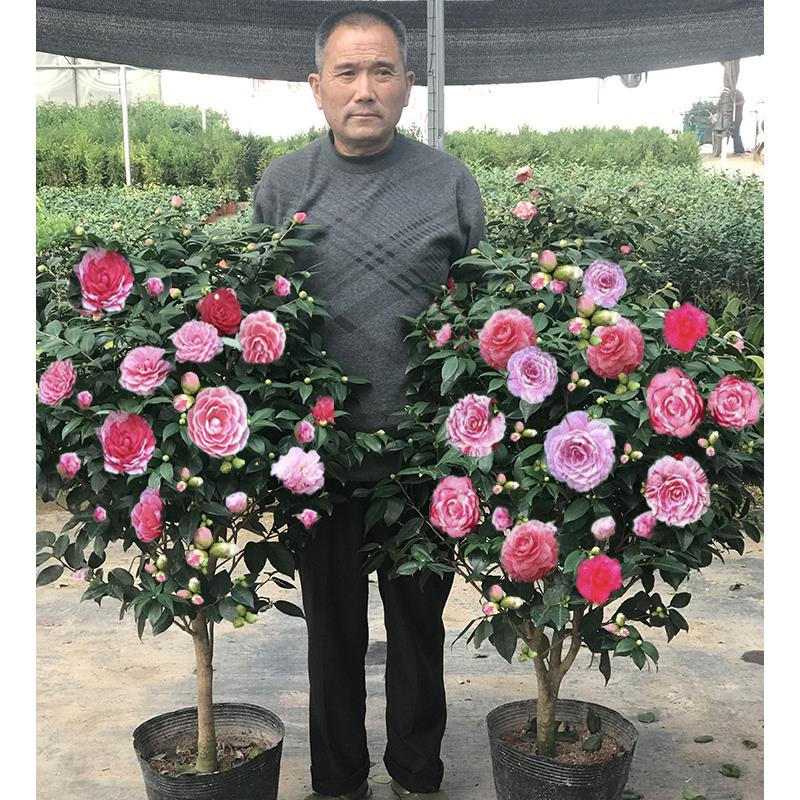 四季香妃山茶花树苗盆栽浓香型带花苞客厅室内花五色赤丹花卉植物