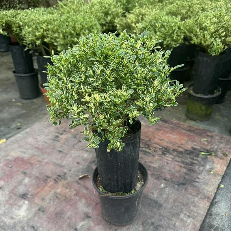 六月雪盆栽多年生木本盆景花卉花如白雪满天星耐热室内防辐射植物