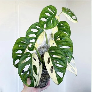 仙洞龟背竹白锦仙洞阿库米纳塔巨洞E米歇尔仙洞龟背竹室内喜阴绿