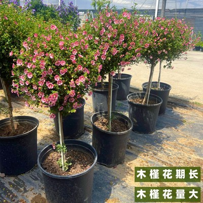 小木槿棒棒糖花苗木槿花苗盆栽多花量大花卉阳台R带花发货花镜植