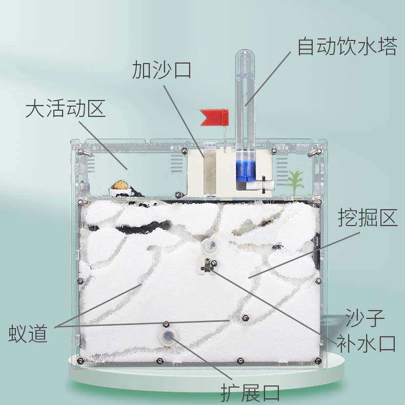 【蚂蚁城堡S22】宠物蚂蚁笼子王国蚁巢室生态家园箱工坊别墅蚁后