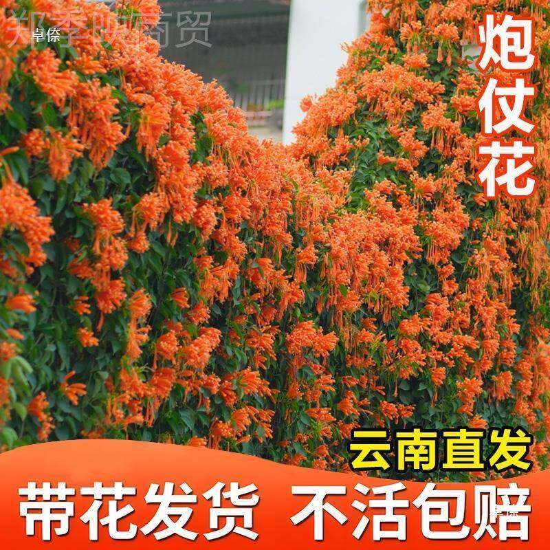 爬山虎爬藤四季常青落叶云南花昆明炮不台仗花植物苗可种阳NCG庭