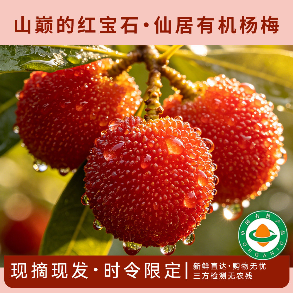 有机仙居杨梅东魁杨梅时令水果当季上新果肉饱满汁水丰盈现摘现发