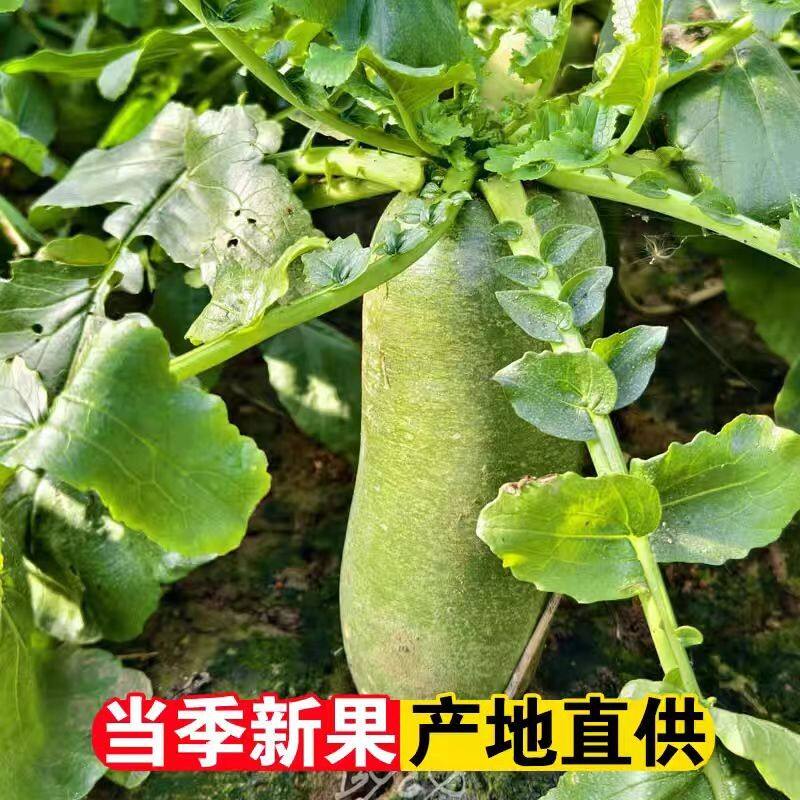黑龙江富硒水果萝卜 现拔现发 新鲜发货脆甜多汁水果萝卜
