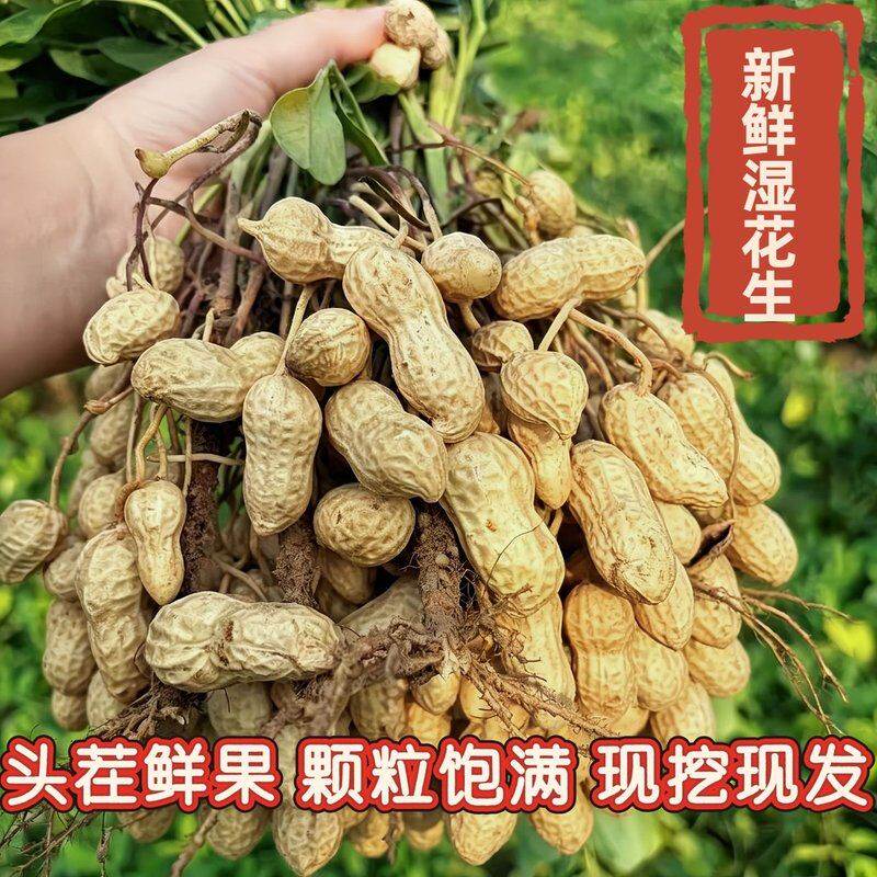 2026现挖湿花生农家自种颗粒饱满可生吃可水煮小白沙二粒红花生