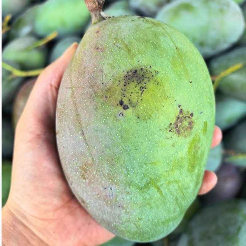 【9斤凯特大芒果水果】凯特芒果酸甜多汁大脸芒核小肉多芒
