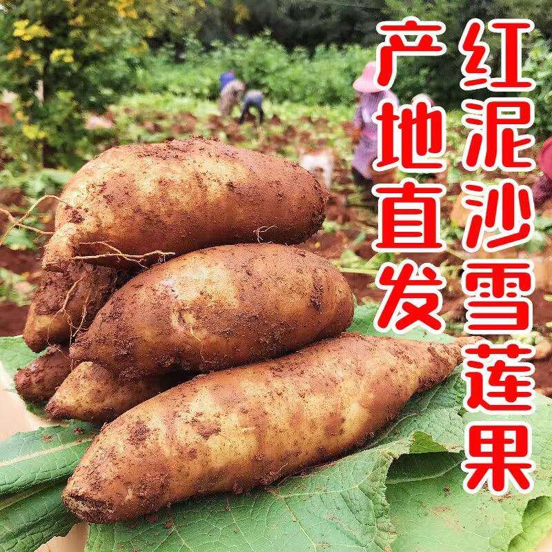 【云南天山雪莲果】红泥沙黄心雪莲果现挖现发净重3斤5斤9斤