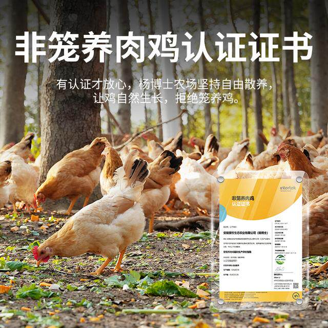 【食安放心童子鸡】杨博士皖南深山放养土鸡仔公鸡清蒸香嫩鲜营养