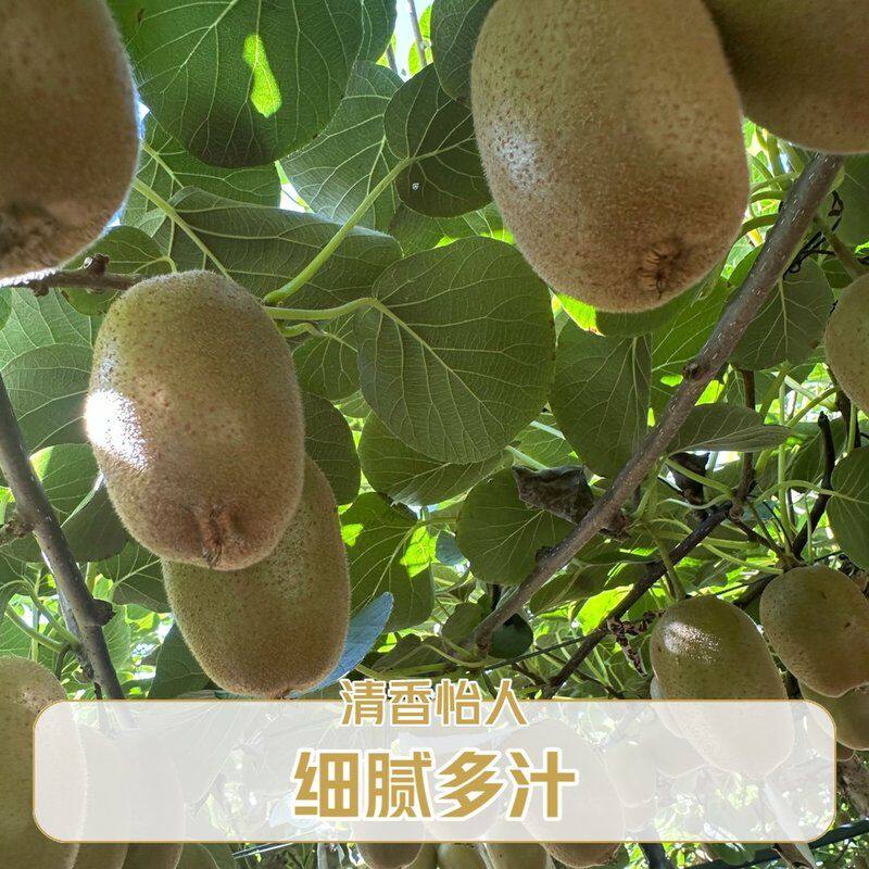 顺丰快递【放软食用】正宗博山源泉碧玉猕猴桃绿心奇异果新鲜应季