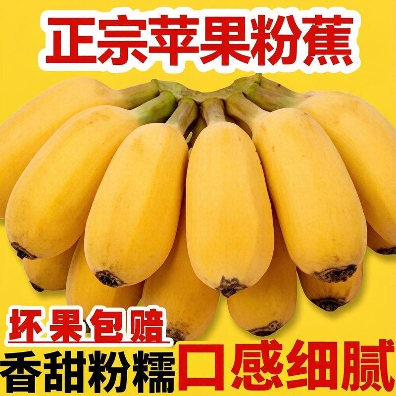 广西农家苹果粉蕉芭蕉西贡蕉产地现摘现发应季水果高山苹果蕉
