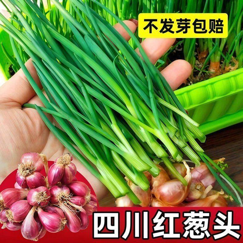 种植专用四川小香葱红葱头带芽盆栽火葱黄葱四季葱苗榨葱油干葱头