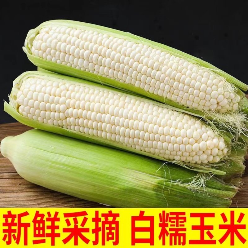 广西新鲜现摘现发白甜糯玉米当季苞谷3斤/5斤/8斤/软糯香玉米棒子