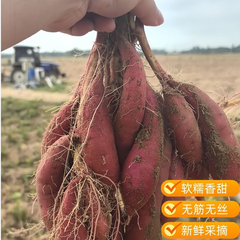 【溯源专用】天目小香薯粉糯香甜无筋无丝3斤/5斤新鲜地瓜