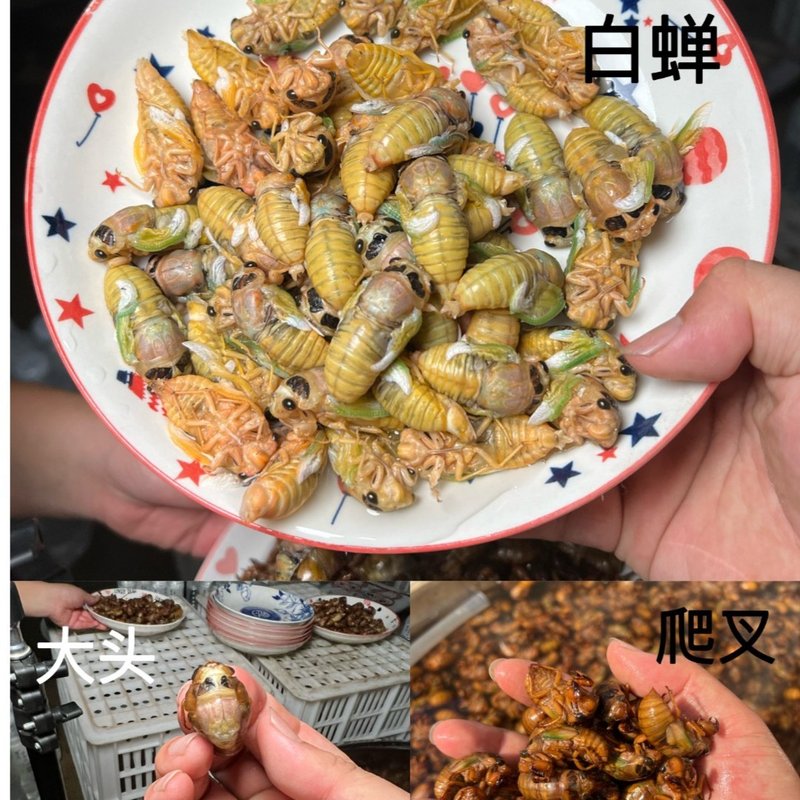 顺丰包邮/新鲜速冻金蝉知了猴爬叉可食用特产