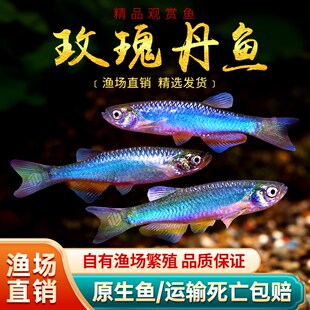 玫瑰丹鱼斑马鱼冷水鱼原生鱼淡水云南小型群游灯鱼丹科金线半线丹