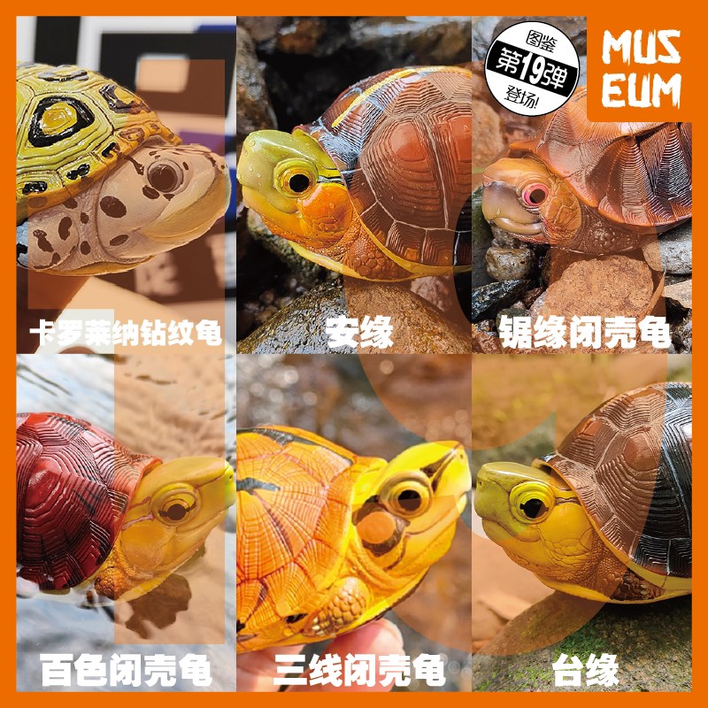 动物星球 心宽体胖19弹 黄缘百色三线黄额金头锯缘黄X喉安缘闭壳