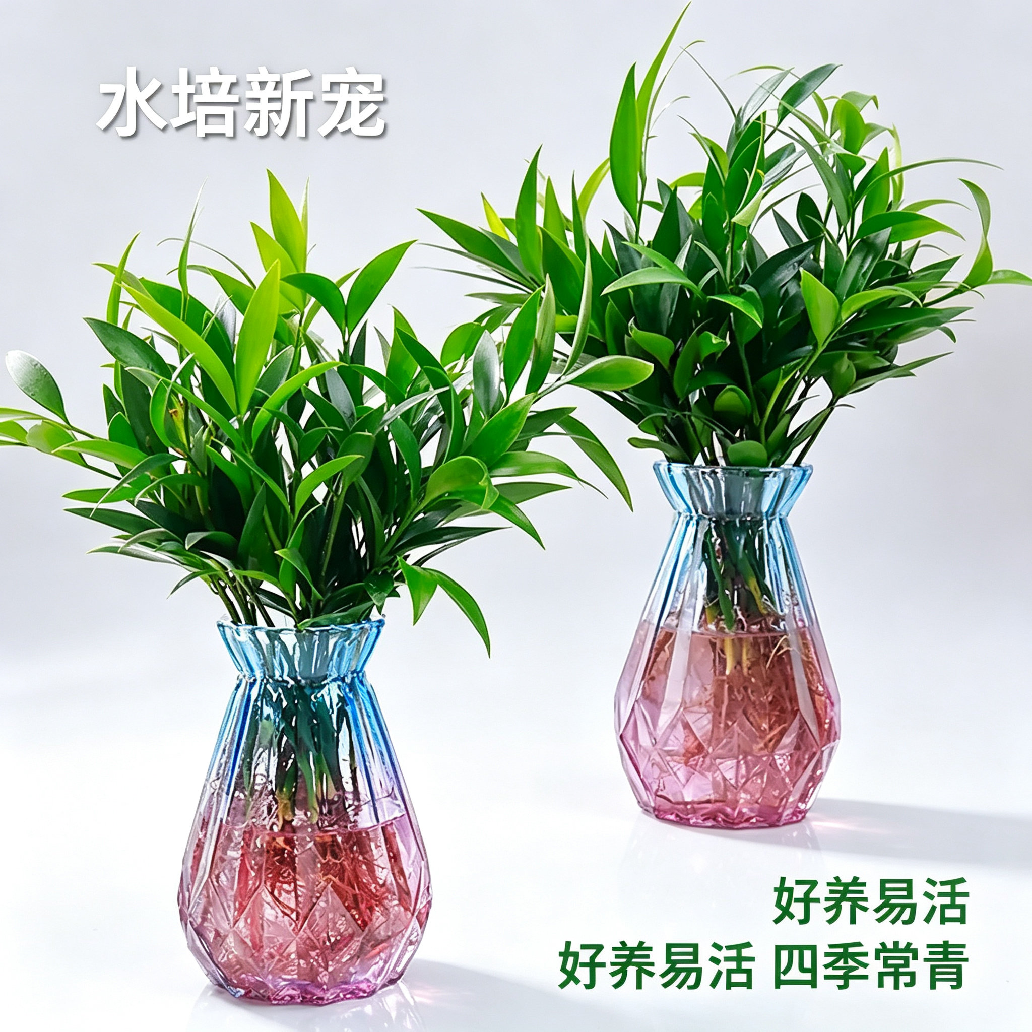 【水培竹柏】竹柏水培植物室内客厅水养绿植花卉盆栽水培驱蚊竹yz