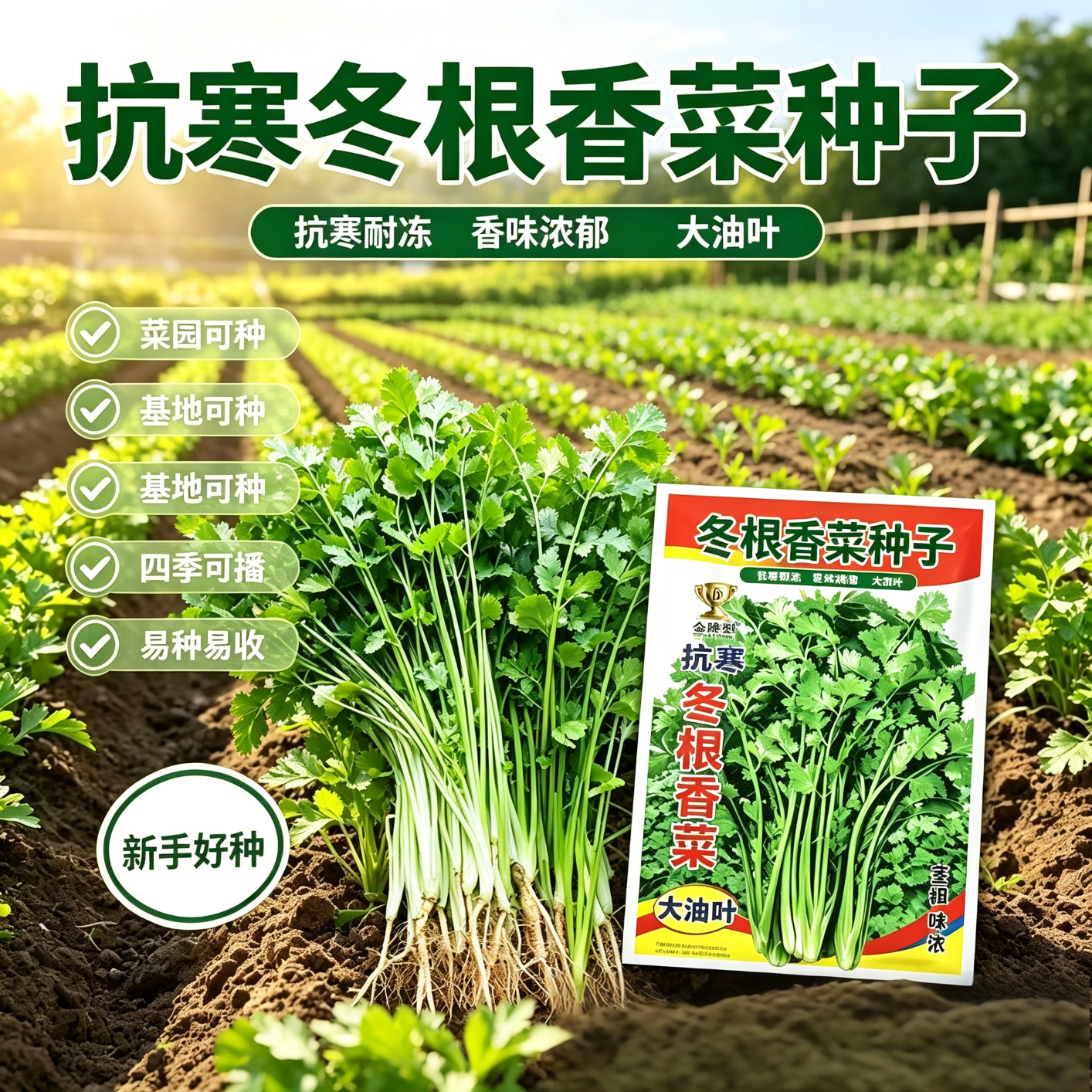 【抗寒冬根香菜】耐寒越冬浓香耐抽苔阳台盆栽庭院地栽种植花卉yz