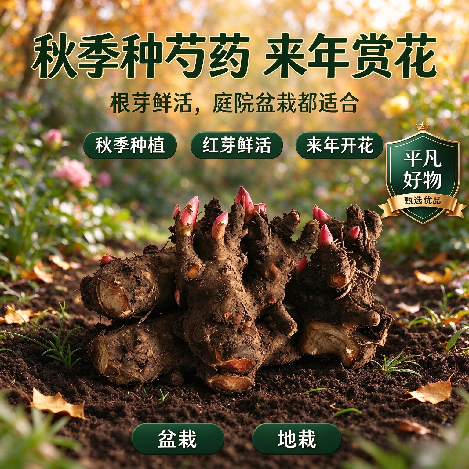 【四季花】3-5芽1重瓣芍药花带芽室内盆栽庭院地栽阳台花卉JL