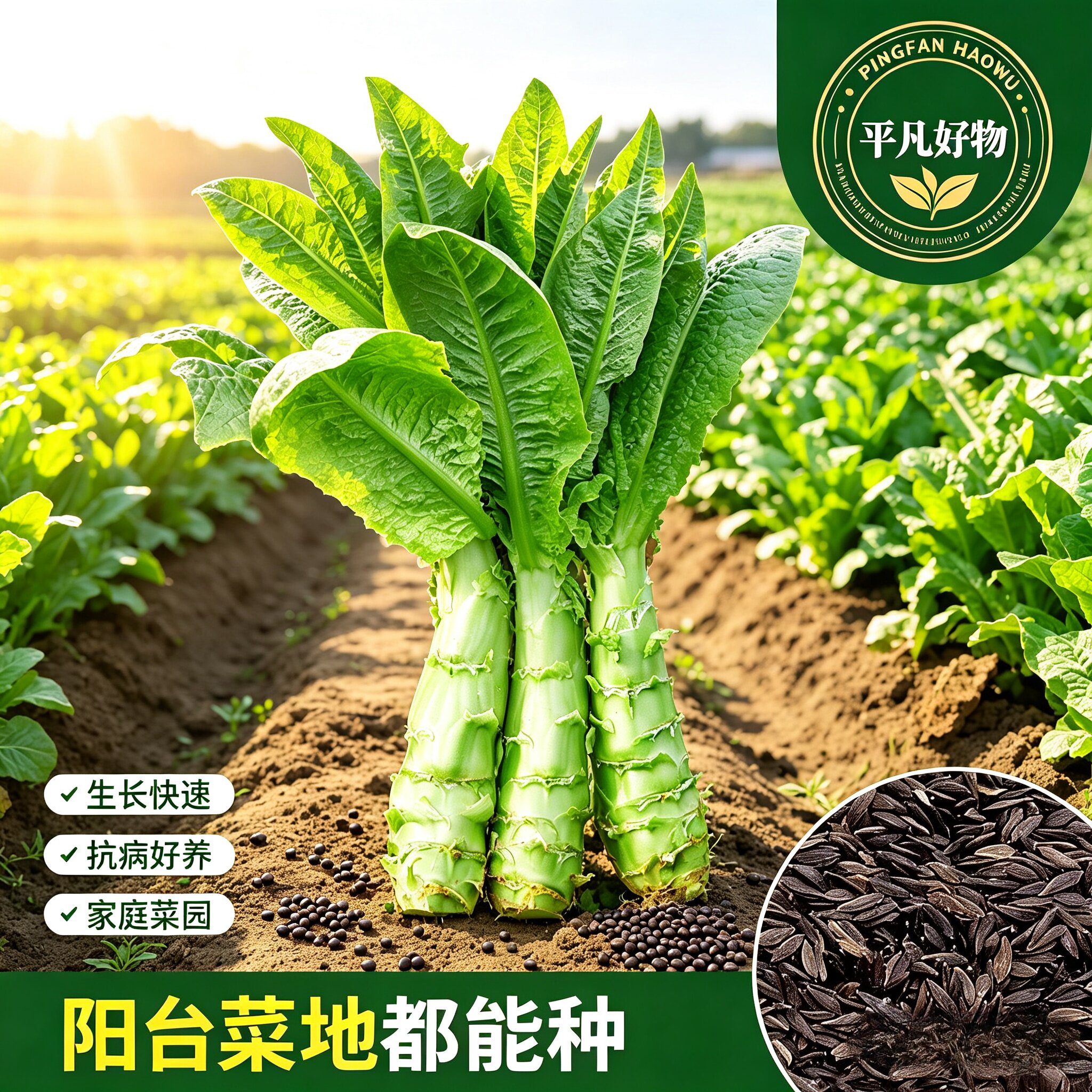 【拍一发二】四川罗汉莴笋种籽圆叶粗壮莴苣鸡腿莴笋四季播耐热JL