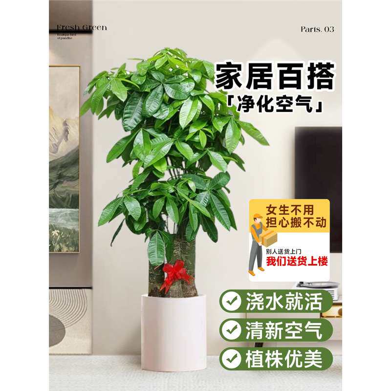 发财树室内植物客厅大盆栽步步高升开业送礼富贵树办公室大型绿植