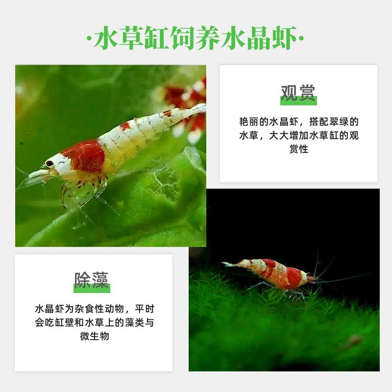 练手红白水晶虾观赏冷热带淡水虾子E大小成年繁殖鱼缸虾鲜活宠物