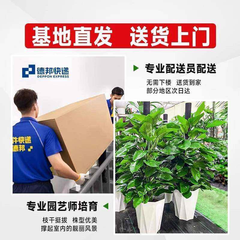 大叶绿萝盆栽客厅植室内吸甲绿醛净化空JDC气办室公大型绿箩好柱