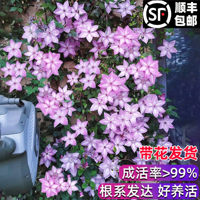 铁线莲爬藤植物大苗乌托邦银币重瓣庭院盆栽阳台四季开花耐寒花卉