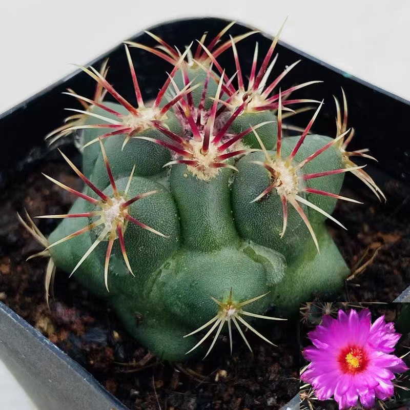 实生大统领仙人球高级多肉植物室内盆栽强刺开花仙人掌防辐射