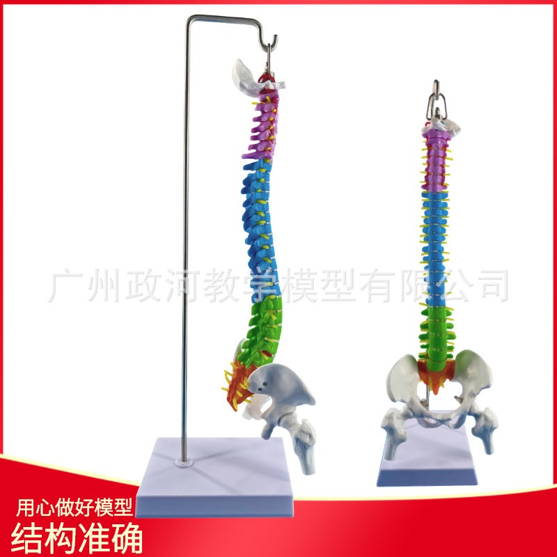 正骨彩色椎体人体脊柱模型人体骨骼模型大脊椎成人45CM带胸椎骨盆
