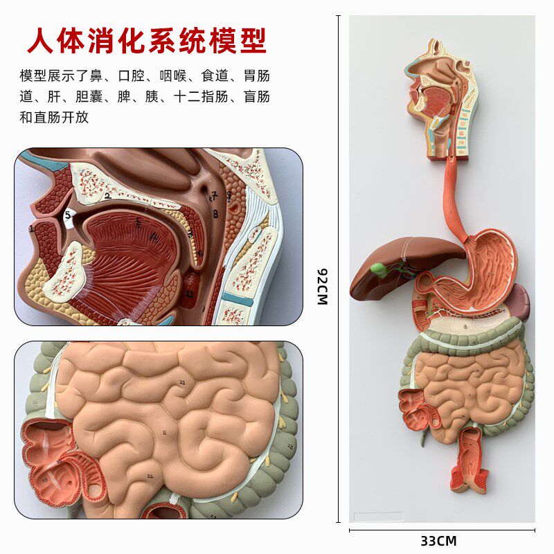 人体消化系统模型胃剖o冠状剖面肛肠科肠道鼻咽喉结构解剖医学教