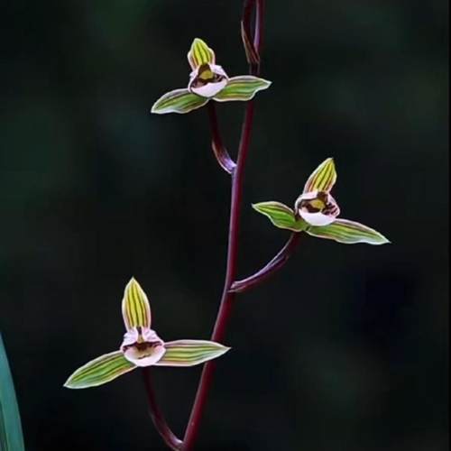 细叶寒兰一花一品高端精选