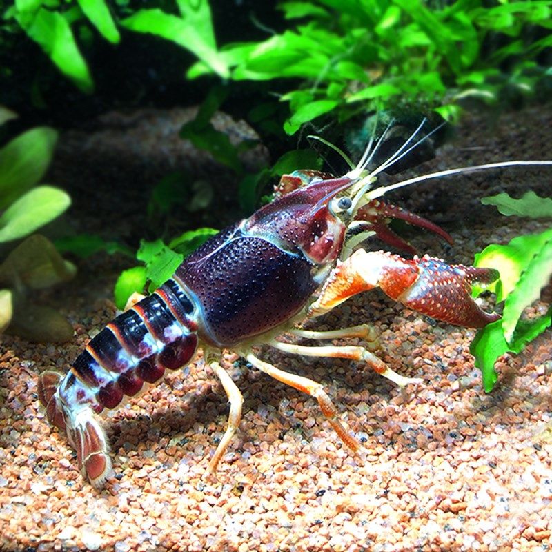 三色幽灵鳌虾水族鱼缸观赏虾x新手草缸淡水红鳌虾蓝鳌虾白鳌虾稀