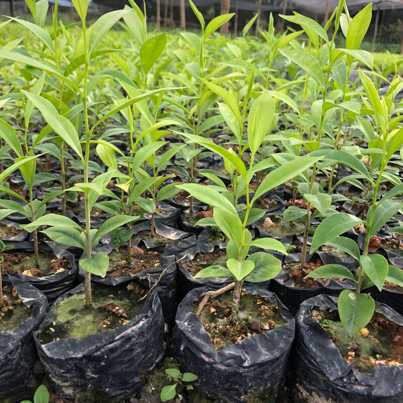 绿奇楠沉香树苗小苗白奇楠小苗芽苗沉香牙苗沉香种子名贵树种
