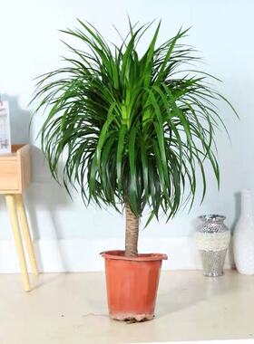 大型绿植龙须树多头龙血树龙铁树室内客厅盆栽花卉植物办公室盆景
