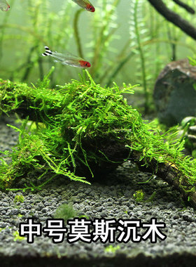 莫斯沉木鱼缸造景装饰莫斯树大三角垂泪莫斯天然活体真水草蕨类