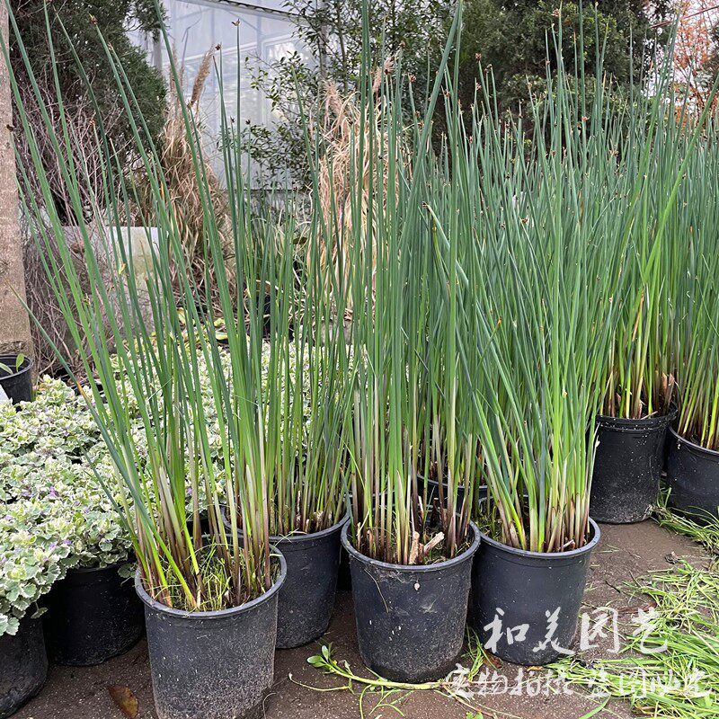水生植物水葱 野生灯芯草 庭院阳台多年生造景绿植 野席草 包邮