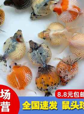 精品鼠头珍珠金鱼 皇冠珍珠金鱼 红白珠子淡水冷水鱼好养国粹金鱼