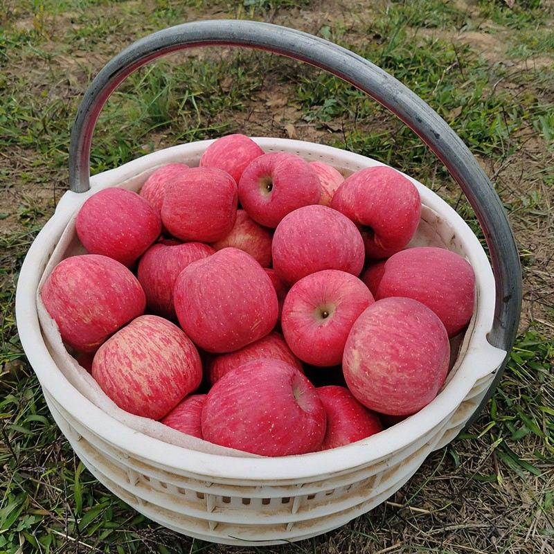 延美【绿色食品】1正宗陕西洛川红富士苹果净重2-8.5斤生鲜水果