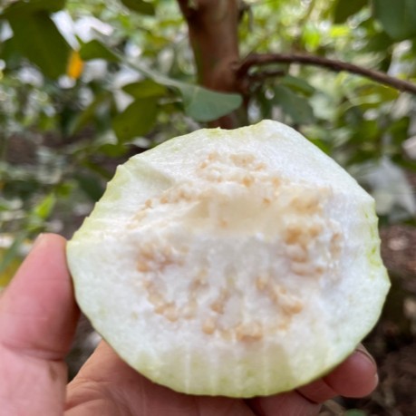 【爽脆口感】万顷沙白心珍珠芭乐水果青番石榴广东水果芭乐