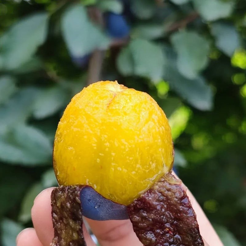 【坏果包赔】甘肃新鲜蓝蜜西梅当季现摘酸甜多汁应季鲜果