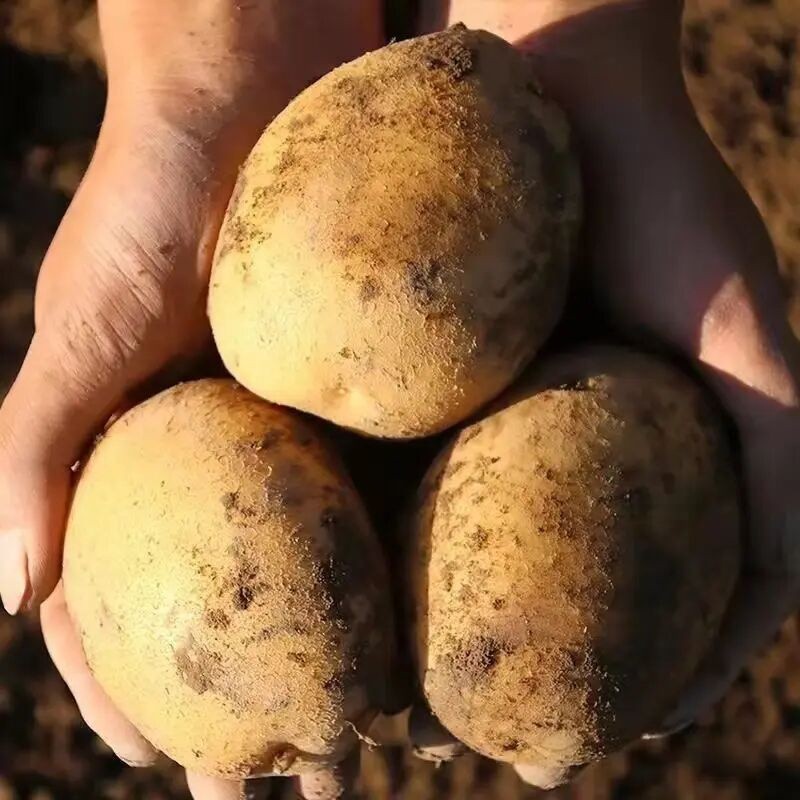 【广电助农】甘肃定西新鲜黄皮土豆马铃薯包邮洋芋净重2026粉面黄