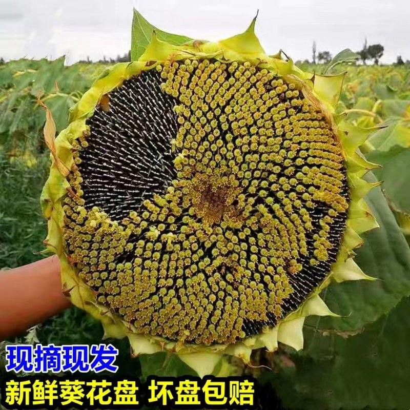 【4周年庆】带盘鲜瓜子新鲜向日葵瓜子葵花盘整盘现摘带籽