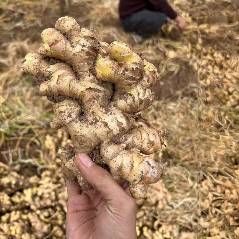 正宗云南小黄姜新鲜现挖山地老姜香味浓郁