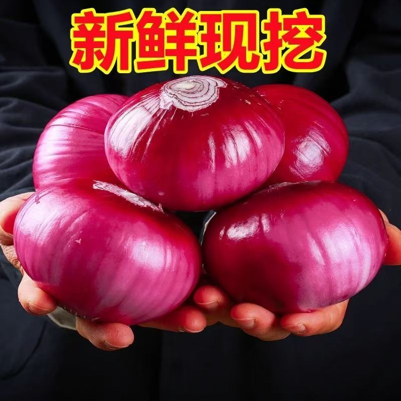 【 5斤洋葱惠民价】新鲜现挖紫皮洋葱脆嫩多汁圆葱生吃凉拌产地