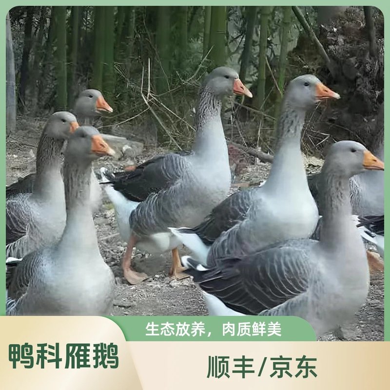 【顺丰/京东包邮】散养大雁鹅单只净重4.7-5斤带掌 .带翅.带心肝k图片